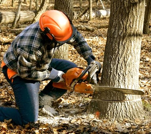 Tree Removal in Chatham, IL